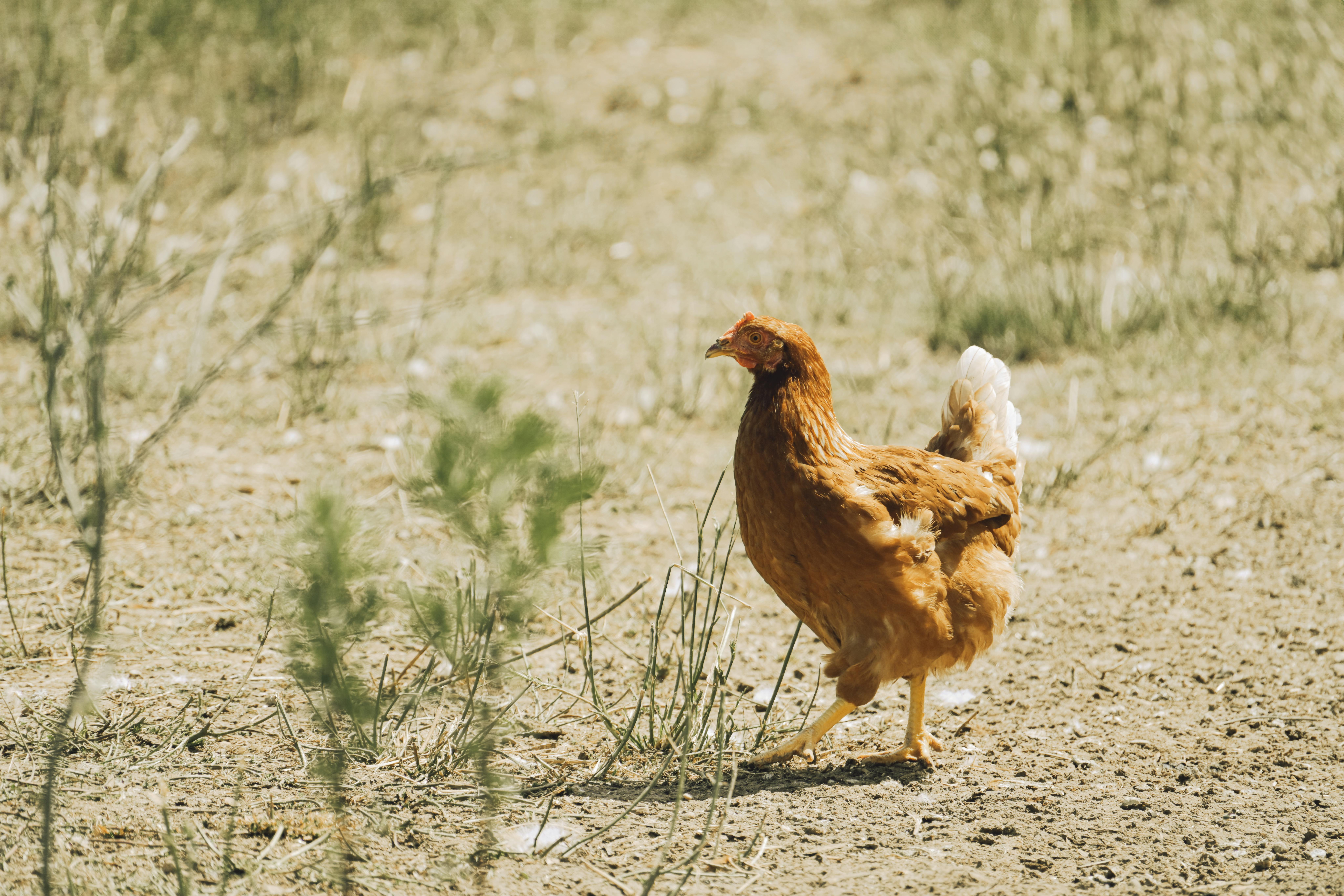 Peternakan Ayam