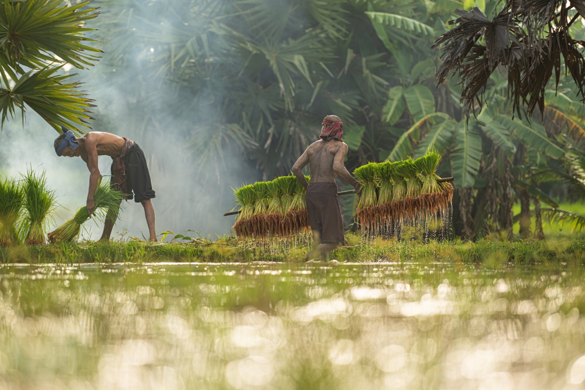 Petani Sejahtera